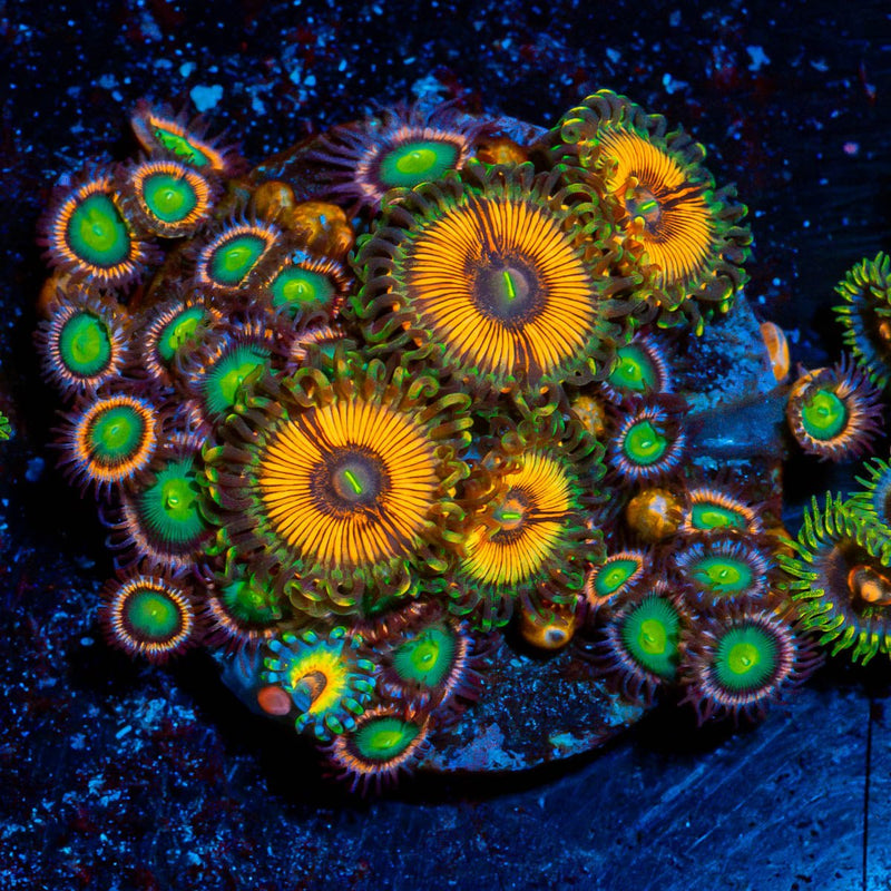 Combo Zoanthids