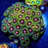 Combo Zoanthids - riptide aquaculture llc