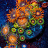 Combo Zoanthids - riptide aquaculture llc