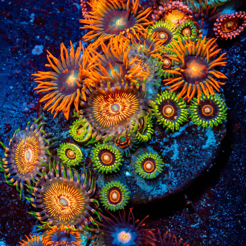 Combo Zoanthids