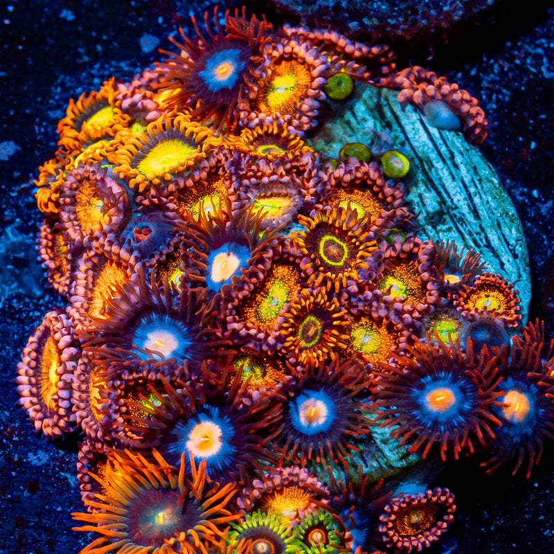 Combo Zoanthids