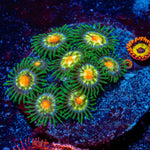 Combo Zoanthids - riptide aquaculture llc
