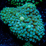 Florida Ricordea - riptide aquaculture llc