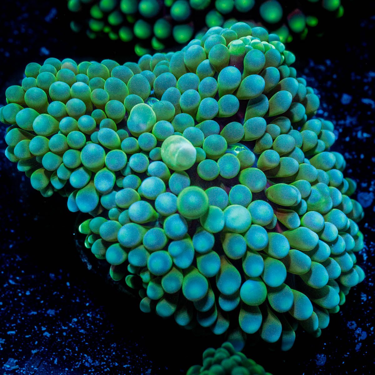 Florida Ricordea - riptide aquaculture llc