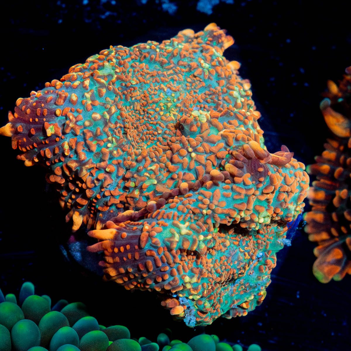 Clover Fields Mushrooms - riptide aquaculture llc