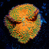 Atomic Fire Bomb Mushroom 