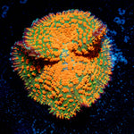 Atomic Fire Bomb Mushroom 
