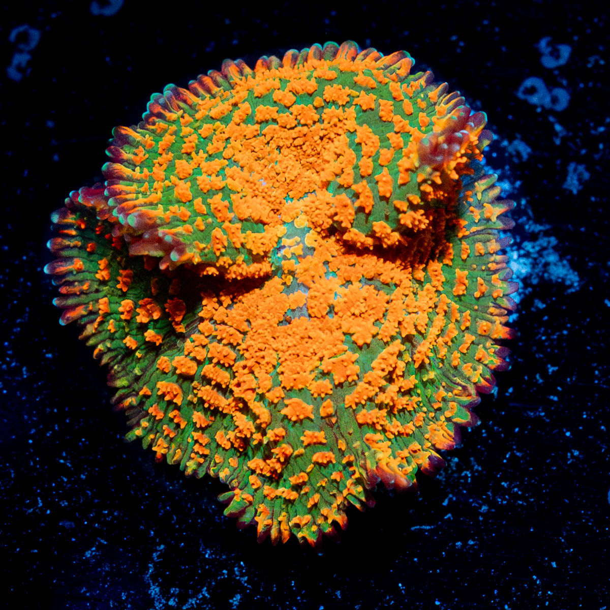Atomic Fire Bomb Mushroom 