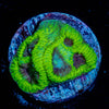 Green Goblin Favia - riptide aquaculture llc