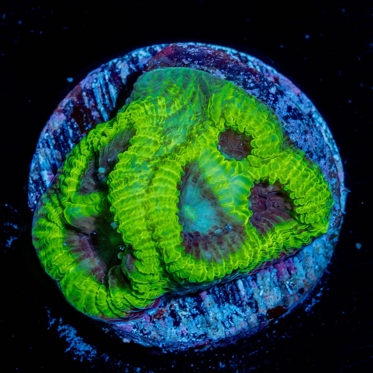 Green Goblin Favia - riptide aquaculture llc