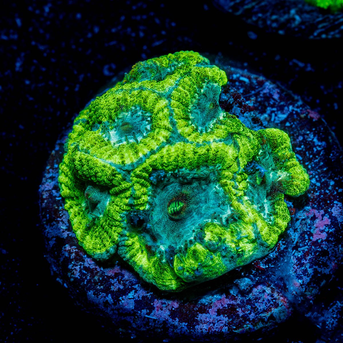 Greek Fire Favia - riptide aquaculture llc