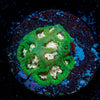 Earthquake Favia - riptide aquaculture llc