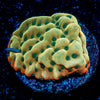 Alter Ego Montipora  