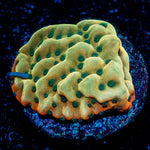 Alter Ego Montipora  