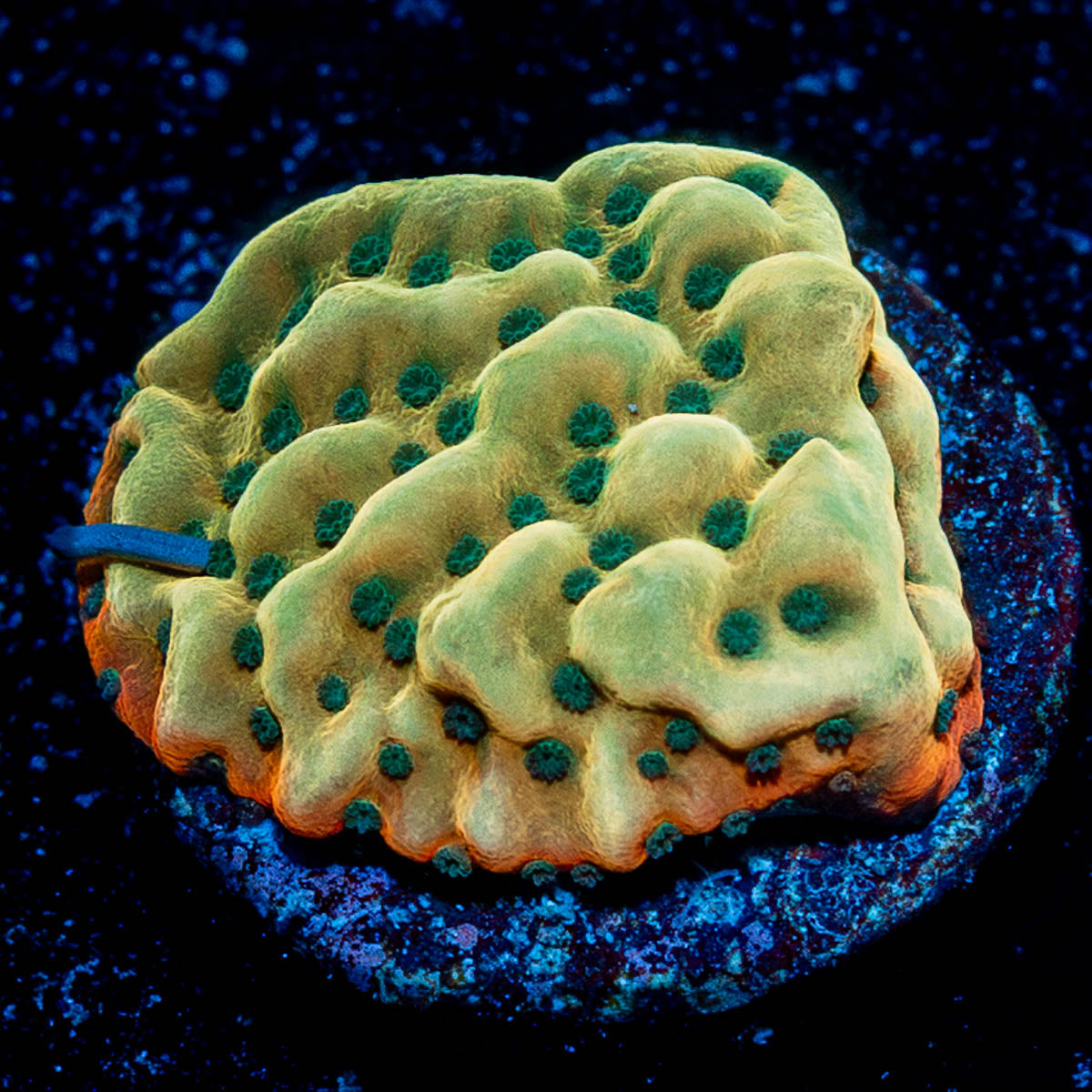 Alter Ego Montipora  