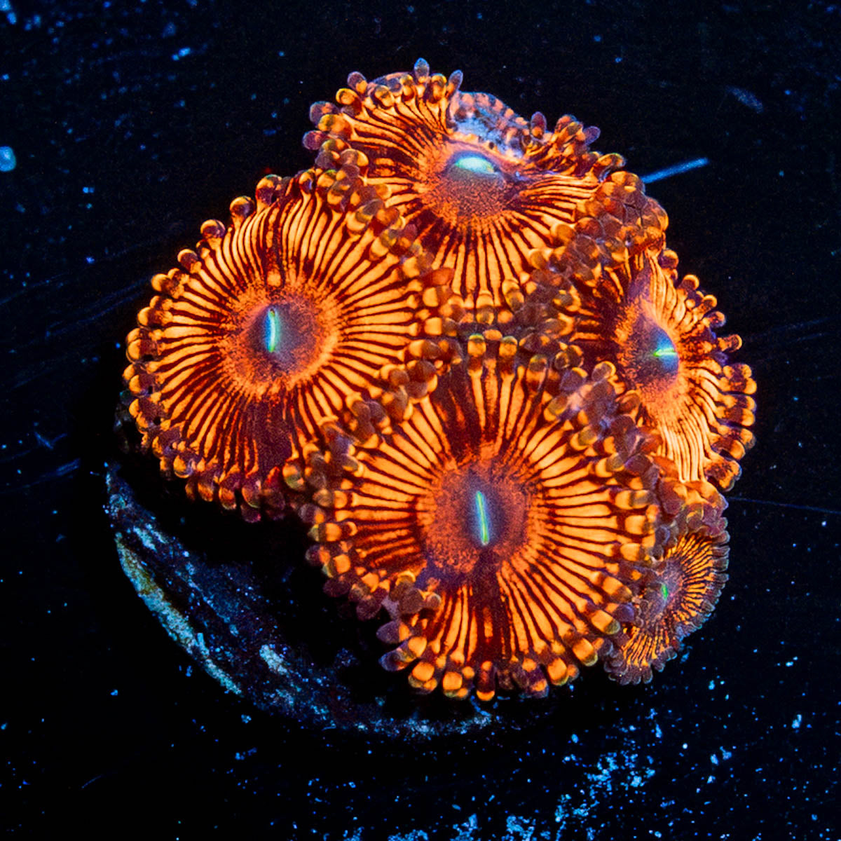 Hells Bells Zoanthid 