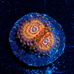 Aztec Warrior Zoanthid 