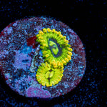 Rainbow Yoda's Zoanthid 