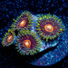 Jawbreaker Hornets Zoanthid 