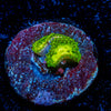 Emerald Muals Zoanthid 