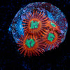 Calypsos Zoanthid 