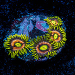 Kamikaze Zoanthid 