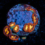Firecracker Zoanthid 