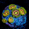 Kamikaze Zoanthid 