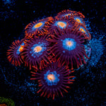 Stitches Zoanthid 