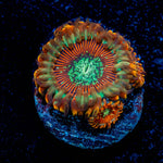 Ultimate Magicians Zoanthid 