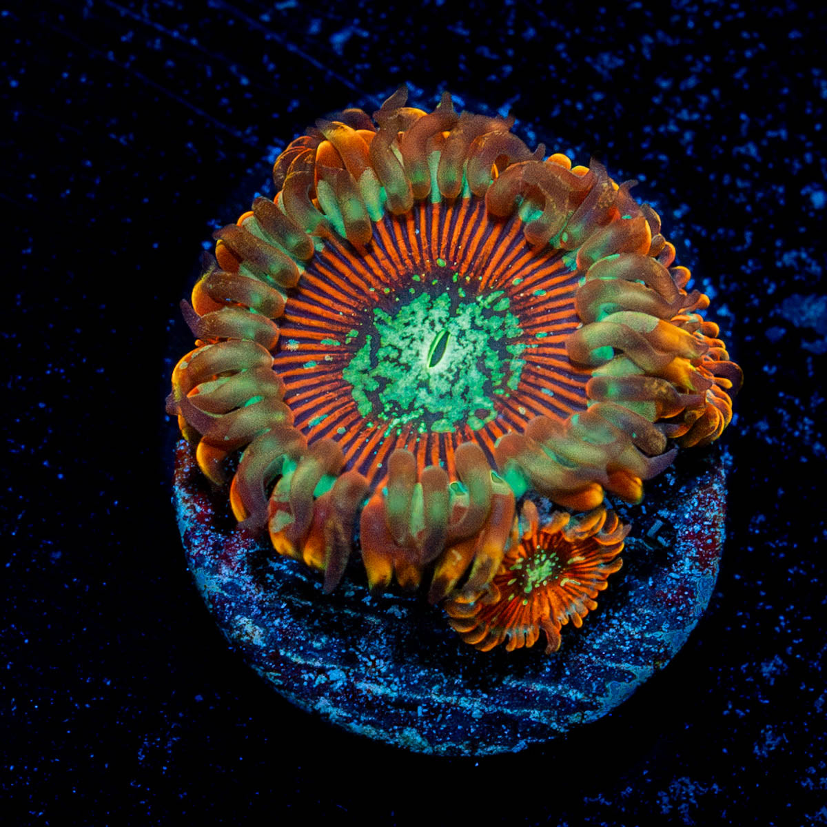 Ultimate Magicians Zoanthid 