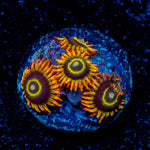 Rainbow Hornets Zoanthid 