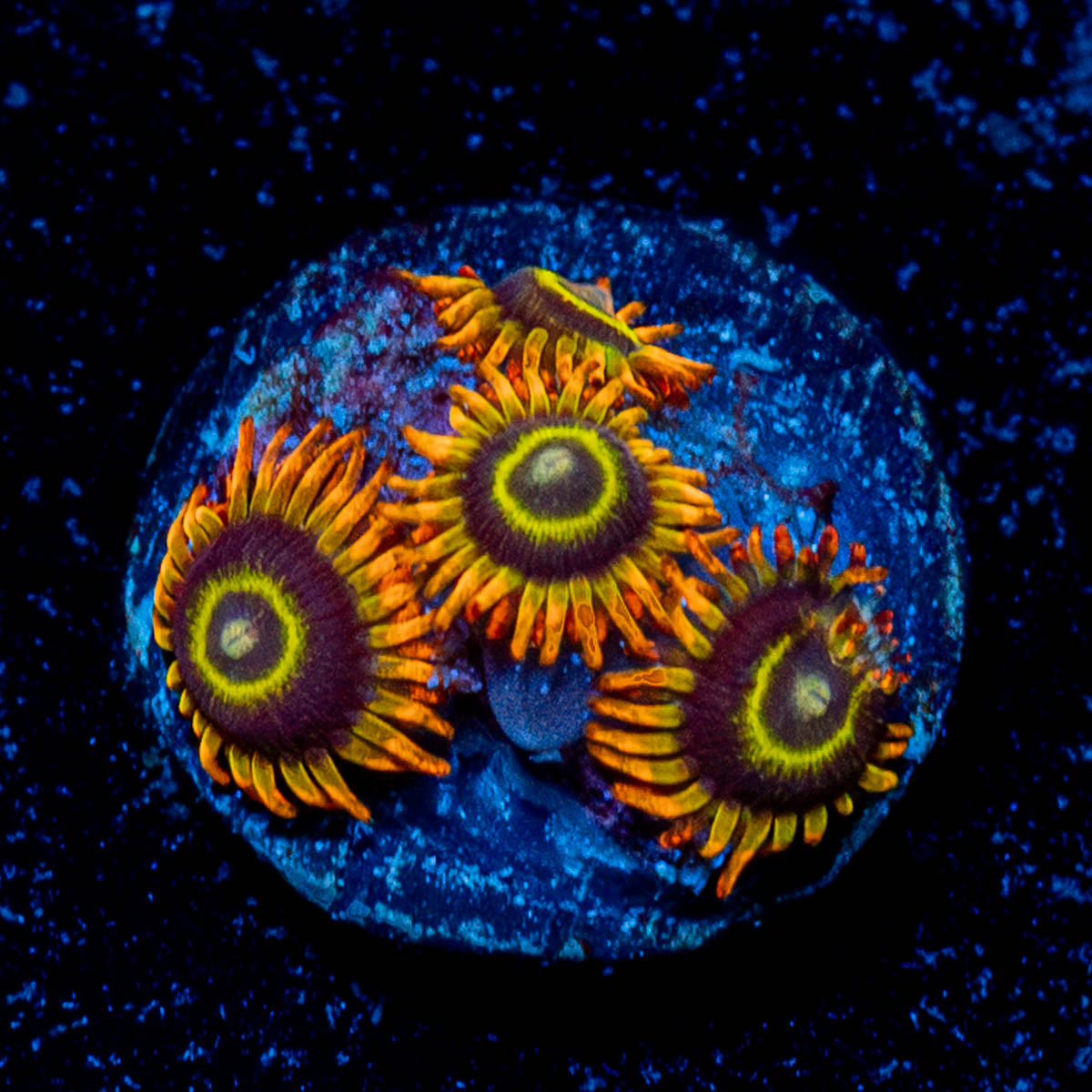 Rainbow Hornets Zoanthid 