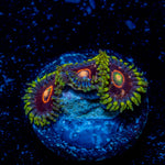 Jawbreaker Hornets Zoanthid 
