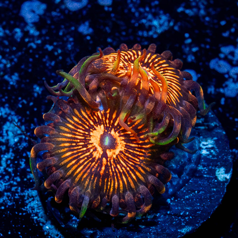 Aztec Warrior Zoanthid