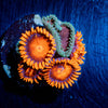 Orange Bam Bam Zoanthid 