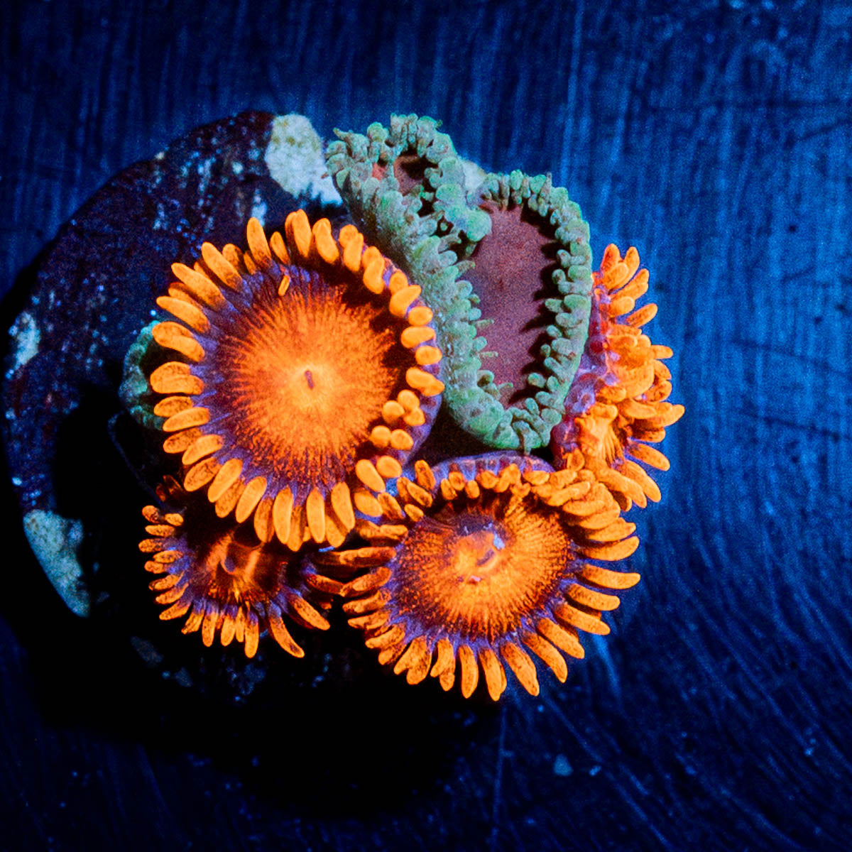 Orange Bam Bam Zoanthid 