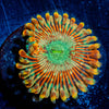 Ultimate Magicians Zoanthid 