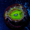 Candy Apple Green Zoathid 