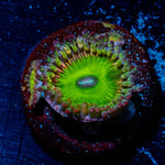 Candy Apple Green Zoathid 