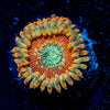 Ultimate Magicians Zoanthid 