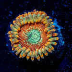 Ultimate Magicians Zoanthid 