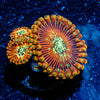 Ultimate Magicians Zoanthid 