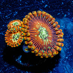 Ultimate Magicians Zoanthid 