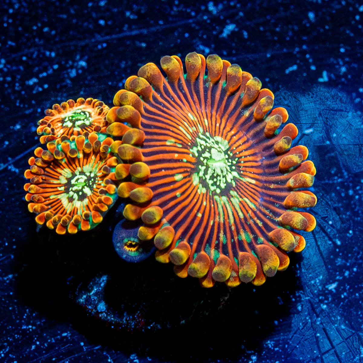 Ultimate Magicians Zoanthid 