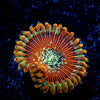 Ultimate Magicians Zoanthid 