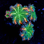 ARC FireWork Clove Polyps 