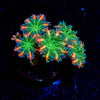 ARC FireWork Clove Polyps 
