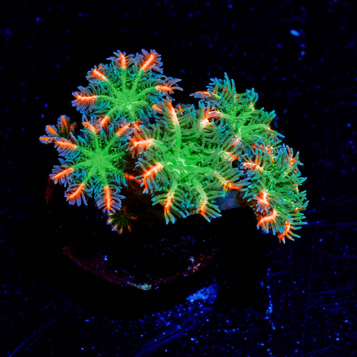 ARC FireWork Clove Polyps - riptide aquaculture llc