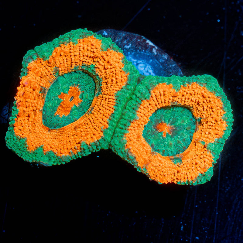 Pit Viper Acan